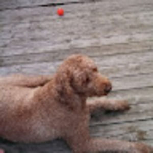 Meet your Posher, Rick